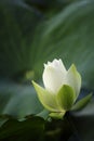 White Water lily Royalty Free Stock Photo