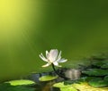 White water lily