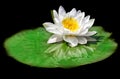 white water lily against a dark background in the water,water lily in the pond, black background ,copypace