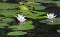 White water lily and a bees Royalty Free Stock Photo