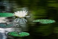 White Water Lily in Bloom with Lily Pads on a Pond