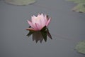 White Water Lily Blossom