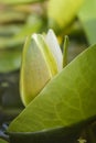 White water lily blossom among green algae in the lake Royalty Free Stock Photo