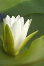 White water lily blossom among green algae in the lake Royalty Free Stock Photo