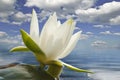 White water lily blossom among green algae in the lake Royalty Free Stock Photo