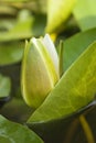 White water lily blossom among green algae in the lake