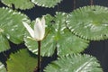 White water lily blossom among green algae in the lake. Royalty Free Stock Photo