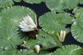 White water lily blossom among green algae in the lake. Royalty Free Stock Photo