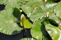 White water lily blossom among green algae in the lake. Royalty Free Stock Photo