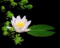 White water lily blossom in a pond Royalty Free Stock Photo