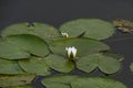 White water lily bud Royalty Free Stock Photo