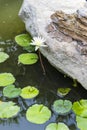 White water lily close up