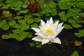 White Water Lily Royalty Free Stock Photo