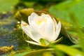 White water lily closeup Royalty Free Stock Photo