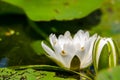 White water lily closeup Royalty Free Stock Photo