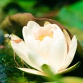 White water lily closeup Royalty Free Stock Photo