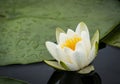 White water lily Royalty Free Stock Photo