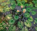 White water lily floating on water. Royalty Free Stock Photo