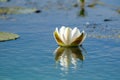 White Water Lily floating on blue water in Danube Delta. Nenuphar (Nymphaea alba)