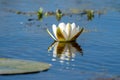 White Water Lily floating on blue water in Danube Delta. Nenuphar (Nymphaea alba) Royalty Free Stock Photo