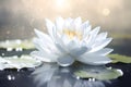 White Water Lily Floating on Blue Water in Soft Bright Light Royalty Free Stock Photo