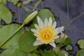 A white water lily flower bloom in small pond in the home garden Royalty Free Stock Photo