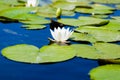 White water lily flower in Danube Delta Royalty Free Stock Photo