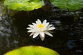 White water lily flower in dark pond Royalty Free Stock Photo