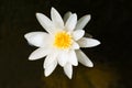 White water lily flower in dark pond Royalty Free Stock Photo