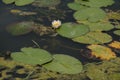white water lily flower in the forest pond Royalty Free Stock Photo