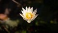 White water lily flower hits the early sun light Royalty Free Stock Photo