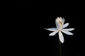 White water lily flower isolated on black background Royalty Free Stock Photo