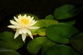 White water lily flower . Royalty Free Stock Photo