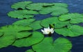 White Water Lily Flower With Leaves On The Water Surface