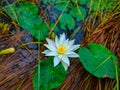 White water lily flower photo with some brown grasses Royalty Free Stock Photo