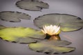 White water Lily flower in the pond. Nympheas in a summer lake. Water white lilies in the light