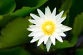 White water lily flower in pool Royalty Free Stock Photo