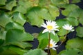 White water lily flower in pool Royalty Free Stock Photo