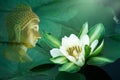 White water lily flower with yellow Stamens in bloom and close up surrounded by big green leaves floating on water. Face of Buddha Royalty Free Stock Photo