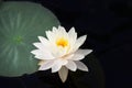 White water lily flower with yellow Stamens Nymphae pygmaea Royalty Free Stock Photo