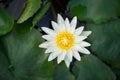 White water lily flower with yellow Stamens Nymphae pygmaea Royalty Free Stock Photo