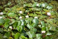 white water lily flowers on a background of green leaves Royalty Free Stock Photo