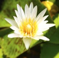 White water lily with green background Royalty Free Stock Photo