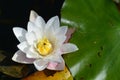 White water lily with green leaf in lake. Royalty Free Stock Photo