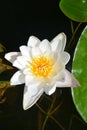 White water lily with green leaf in lake. Royalty Free Stock Photo