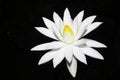 White water lily isolated on dark Royalty Free Stock Photo