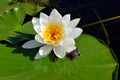 White water lily on the lake (Nymphaea alba) Royalty Free Stock Photo