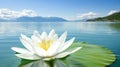 White water lily lake serenity mountains postcard Royalty Free Stock Photo