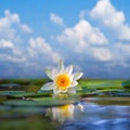 White water lily on a lake at the summer day Royalty Free Stock Photo