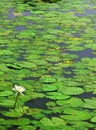 White water lily with leaves Royalty Free Stock Photo